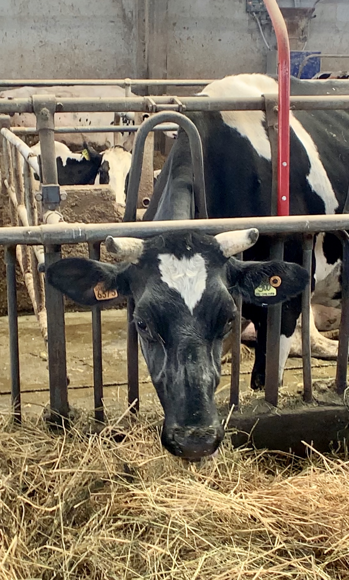 Azienda Agricola Guareschi cow for Parmesan Cheese, parmigiano reggiano farm, Parma, Italy